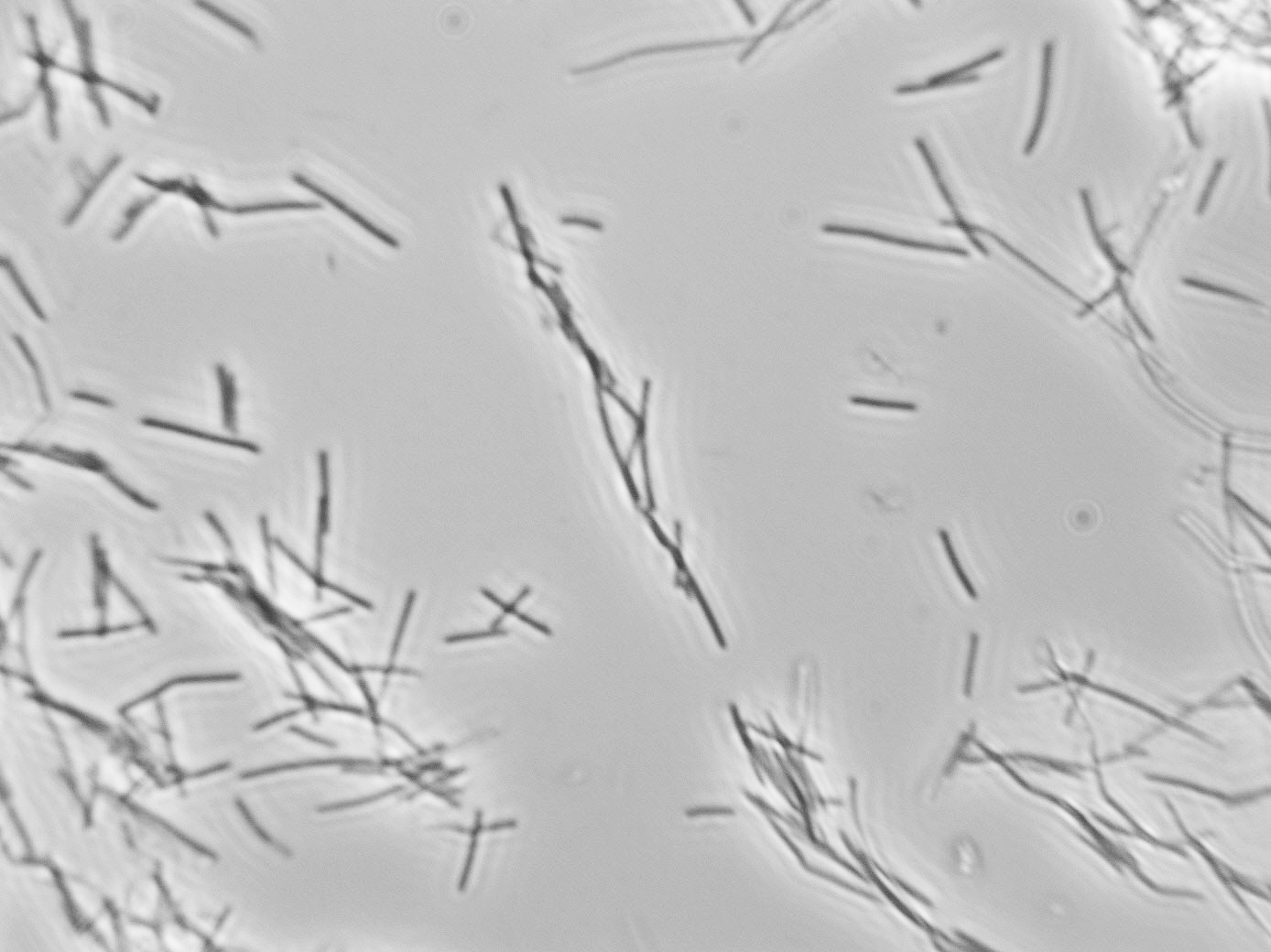 Lactobacillus fructivorans