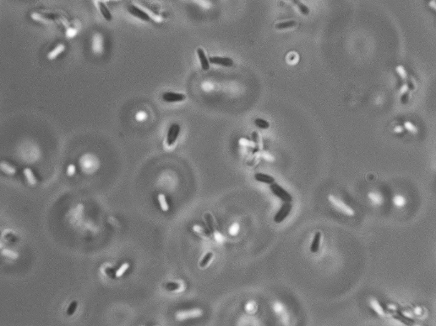 Lactobacillus plantarum