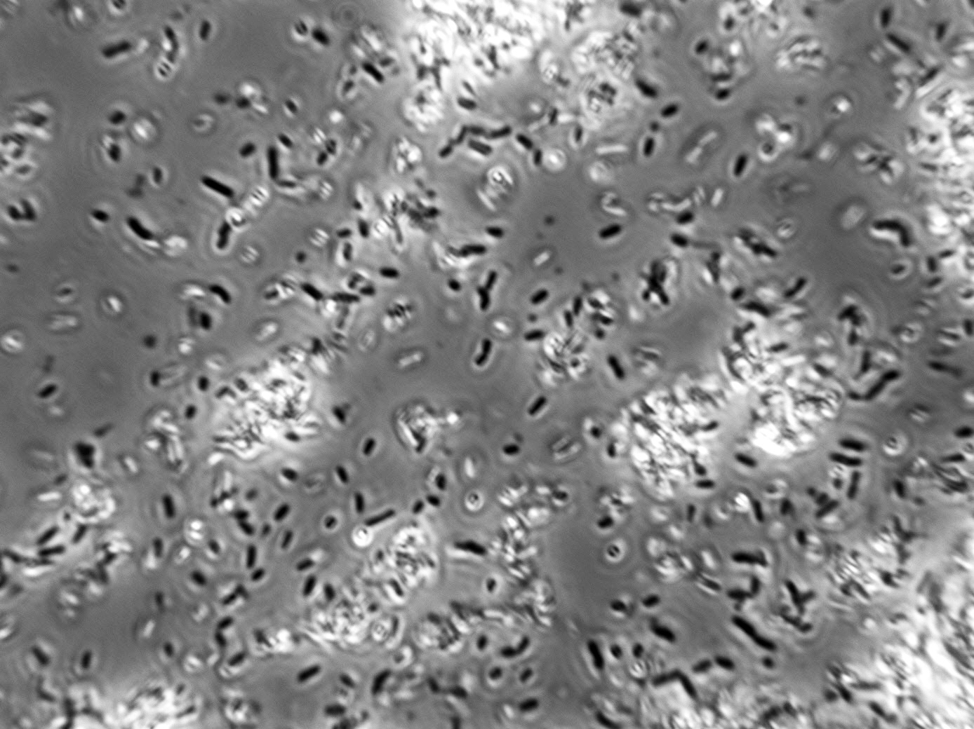 Lactobacillus plantarum