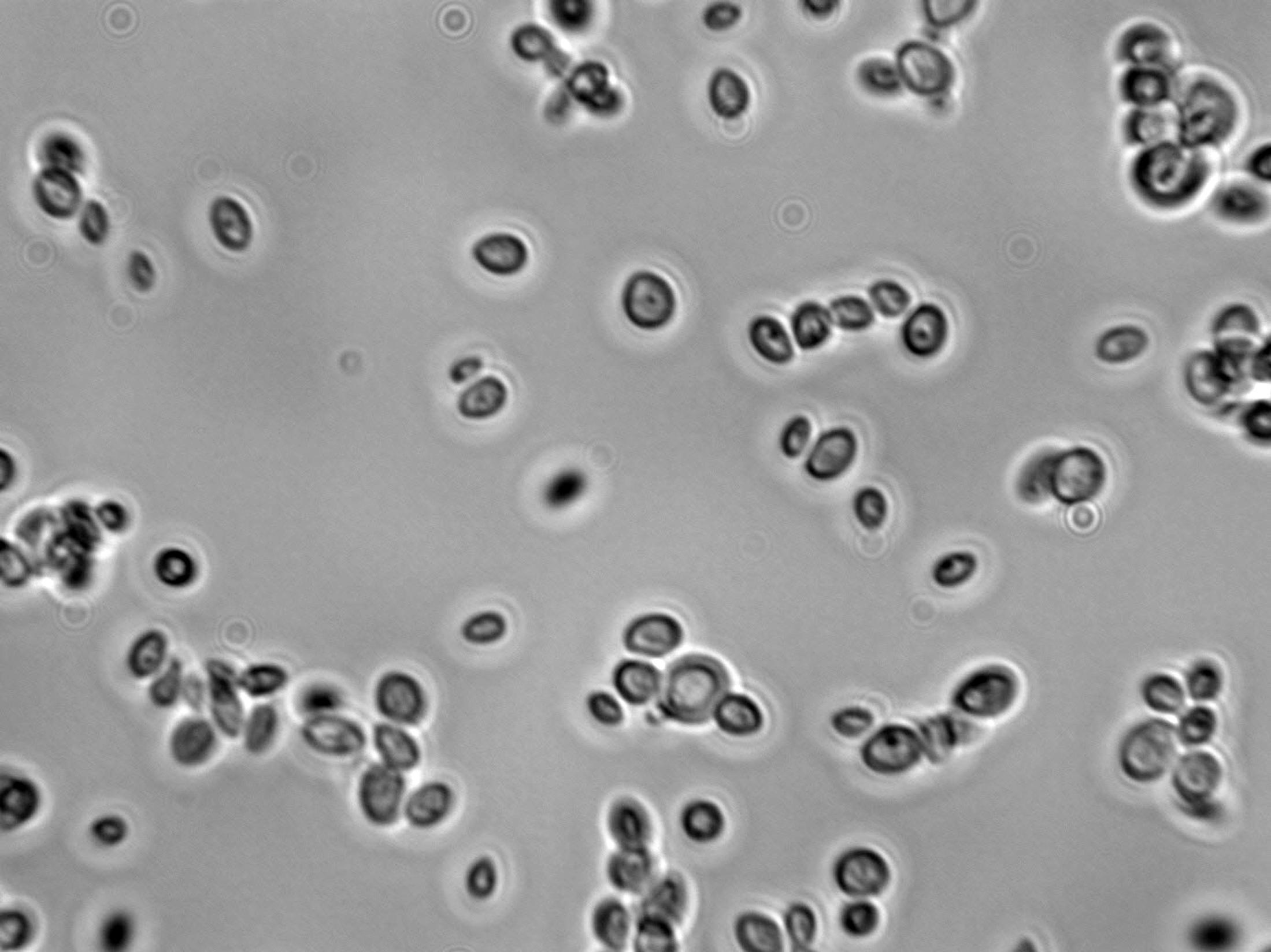 Metschnikowia pulcherrima - 400X