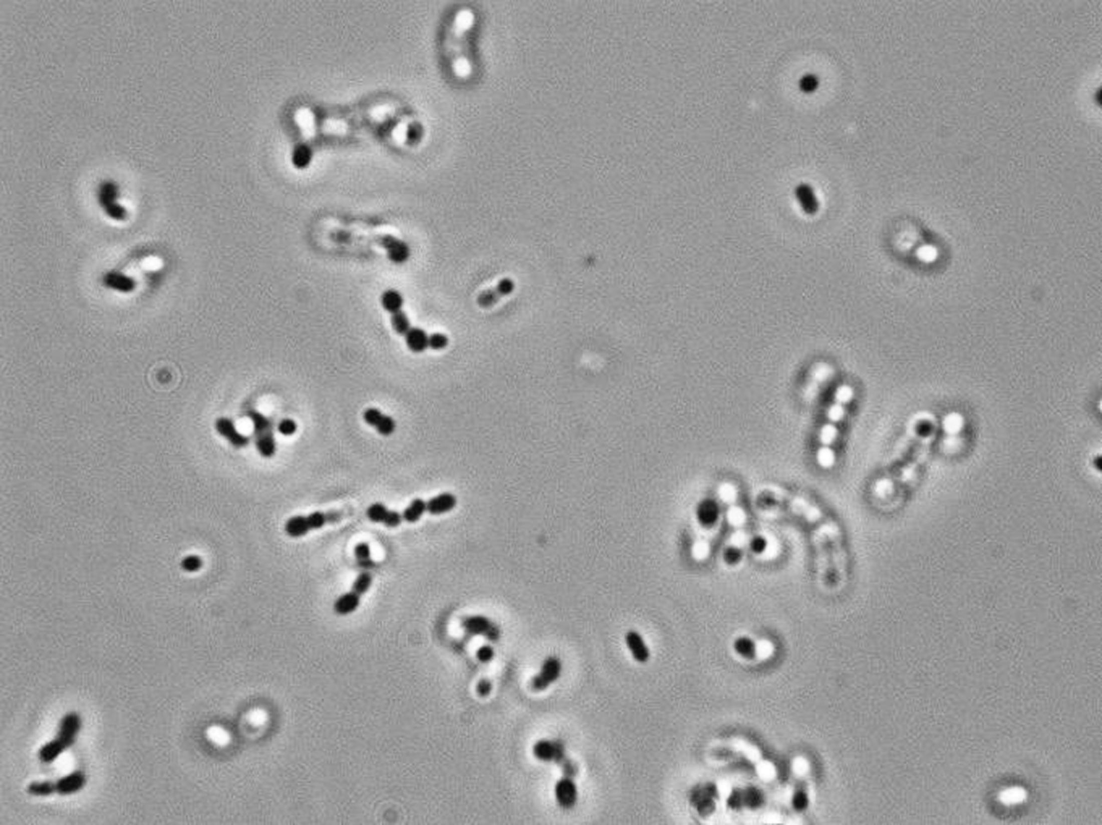 Phase Contrast 1000X