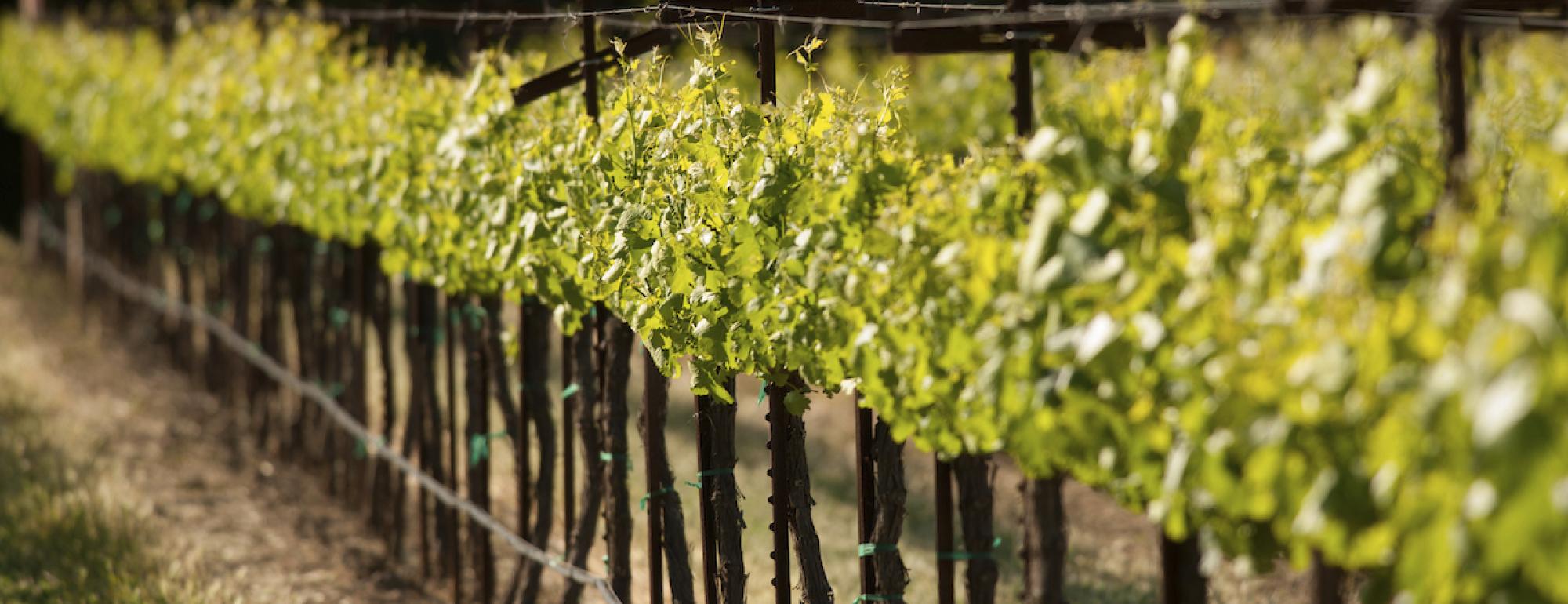 Picture of a vineyard
