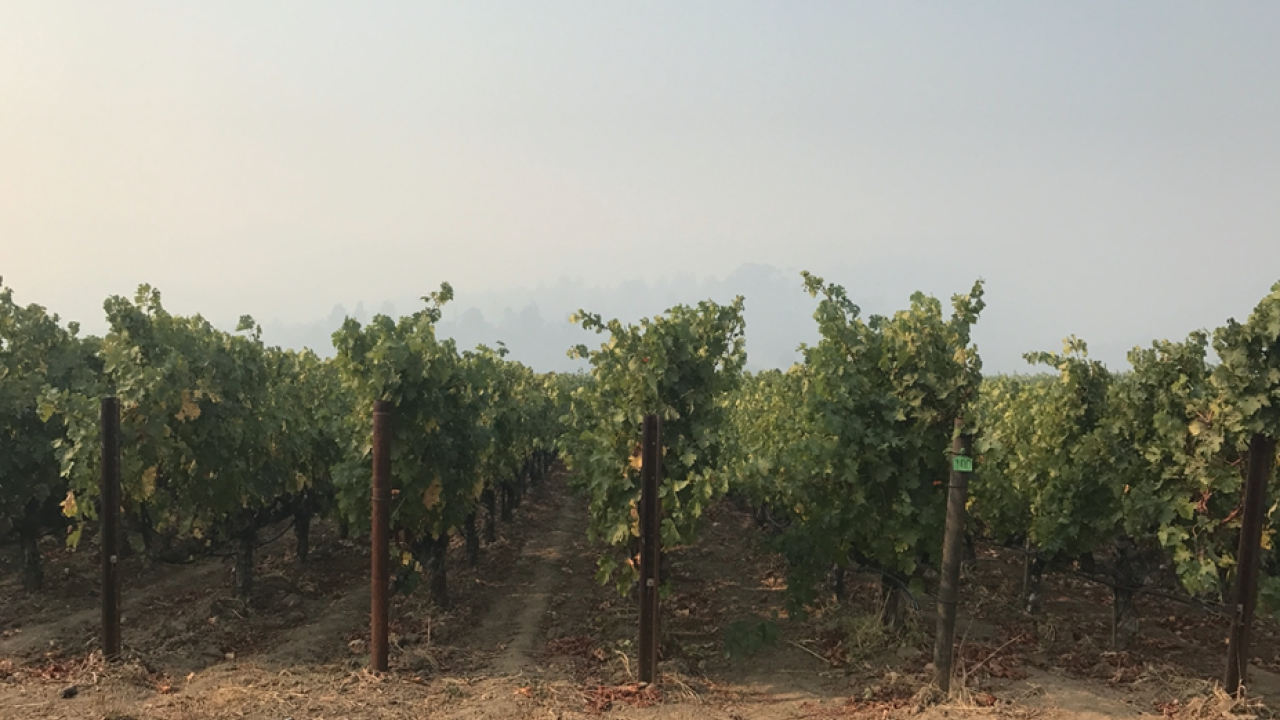 Photo Credit: Nathan Kane Wildfire grapes