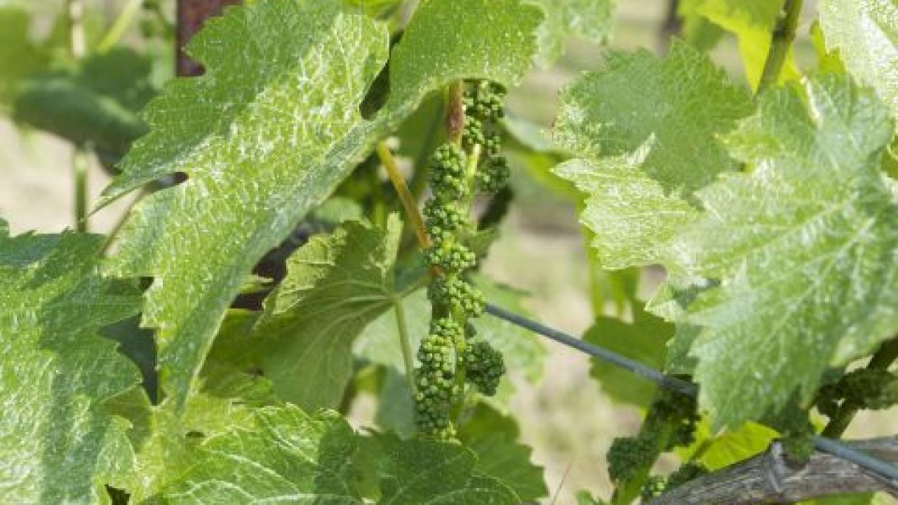 Tiny Grapes