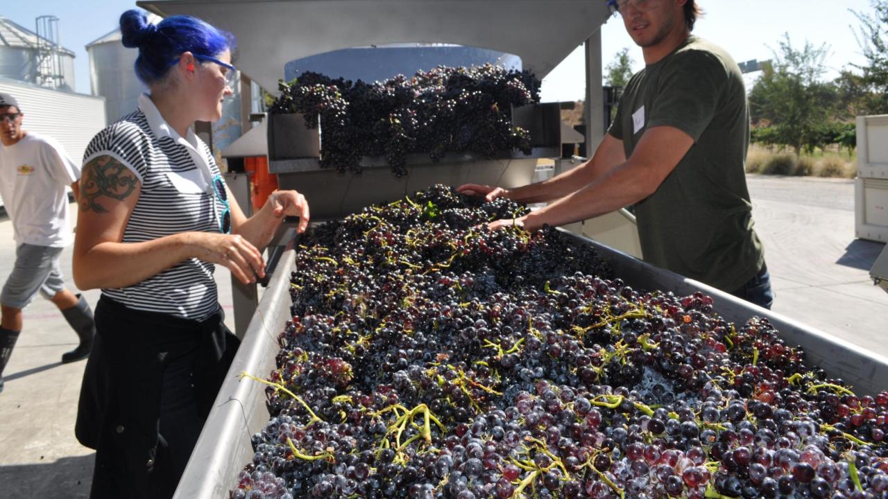 Sorting grapes