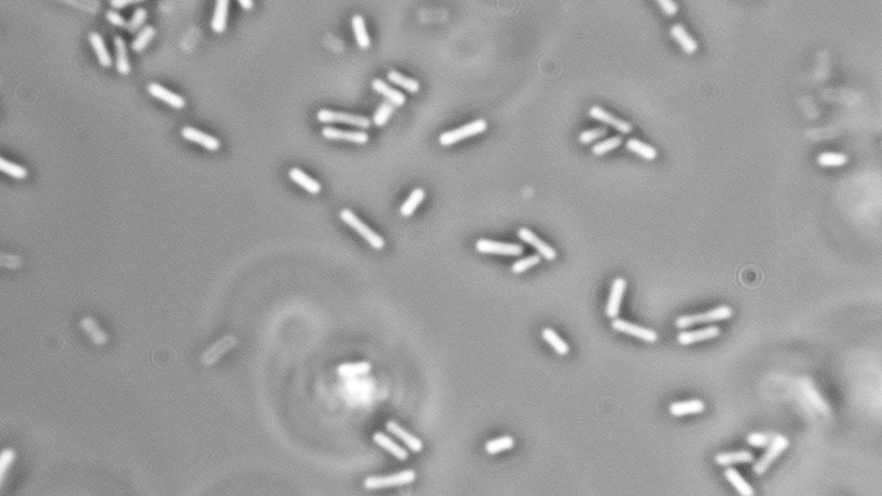Bacteria