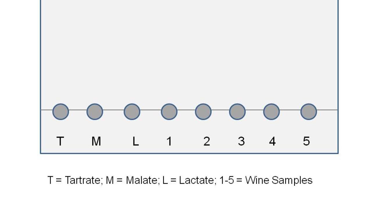 Winery Lab Techniques