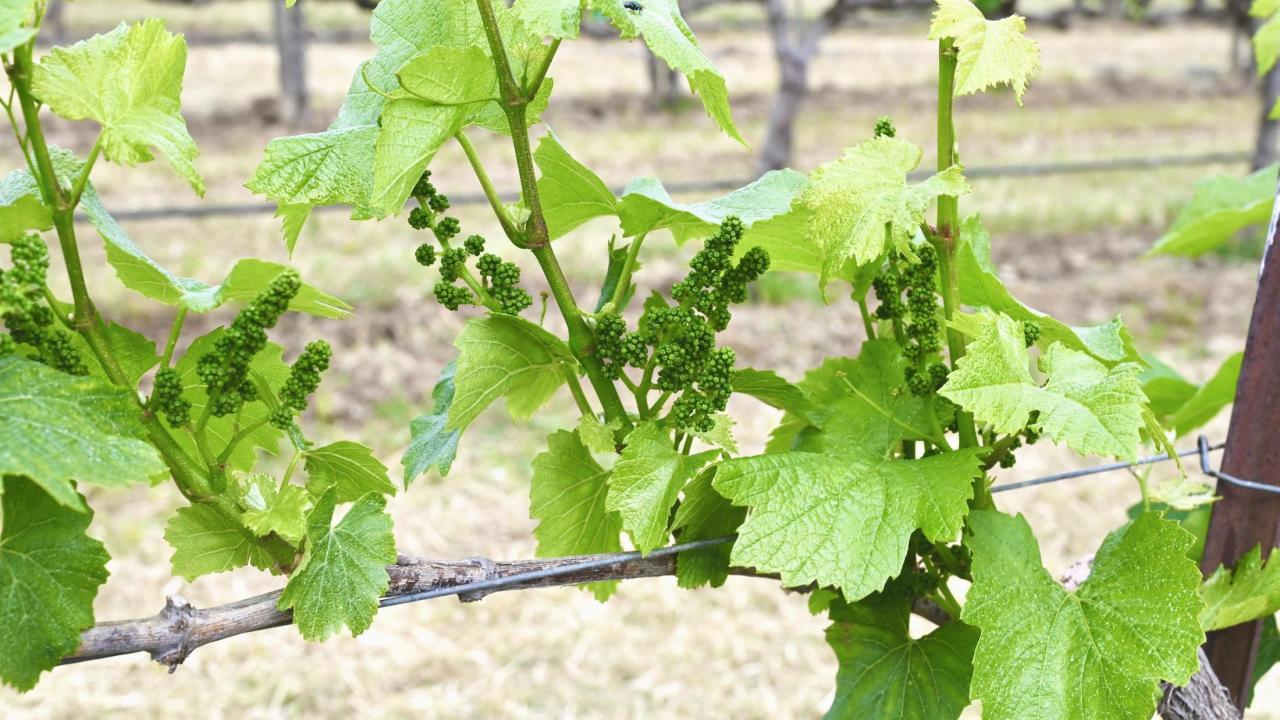 Grapevine at bud break