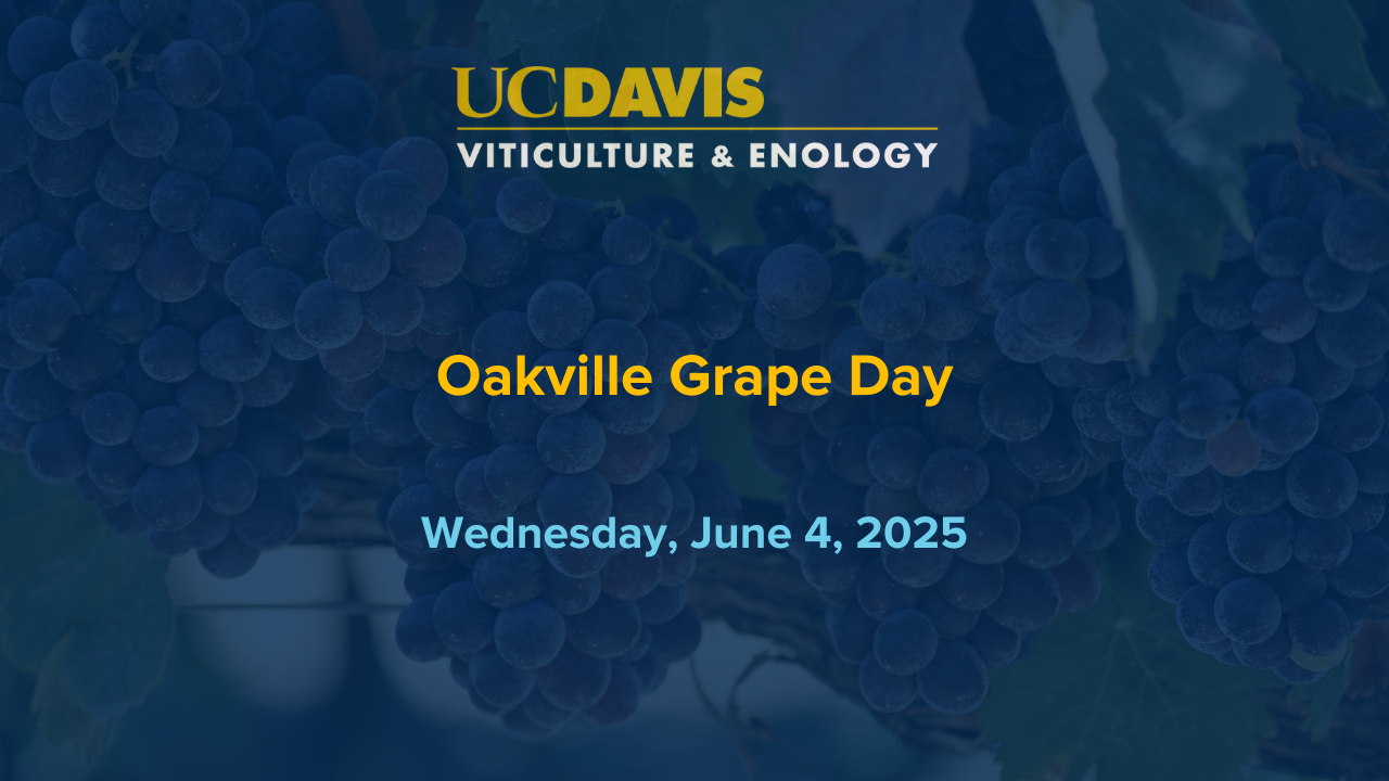 Oakville Grape Day June 4, 2025