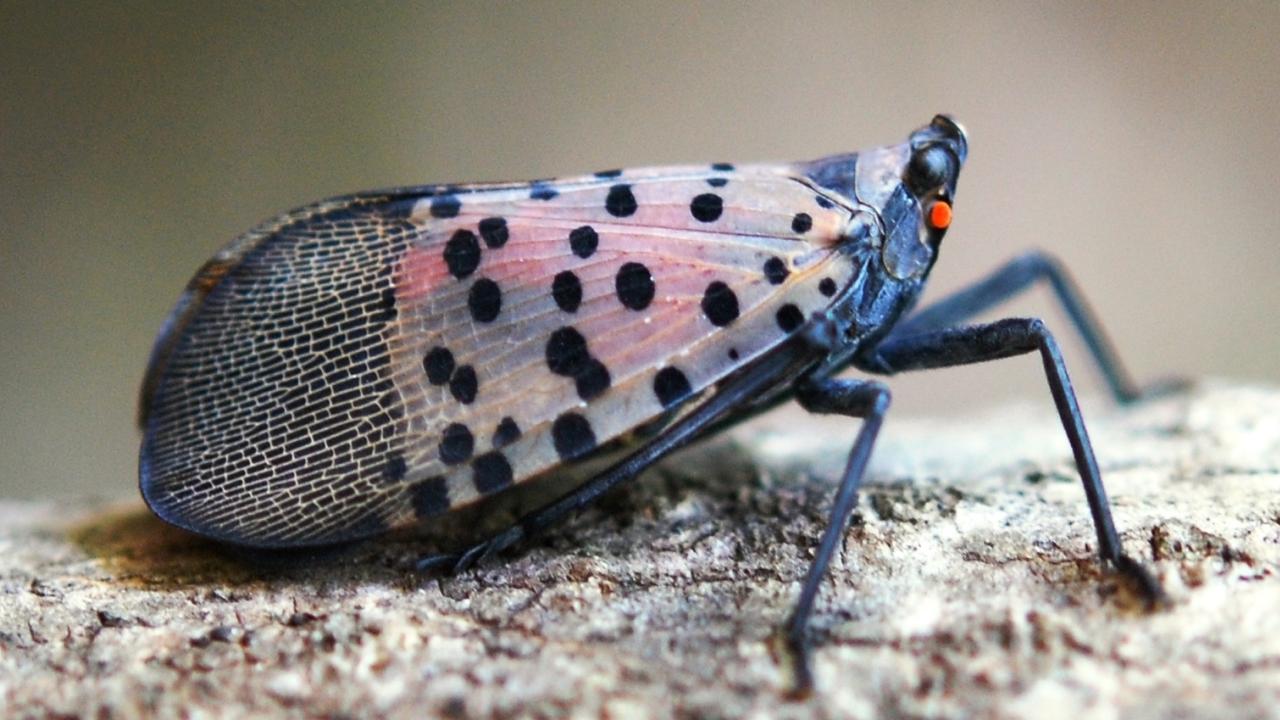 Spotted lanternfly