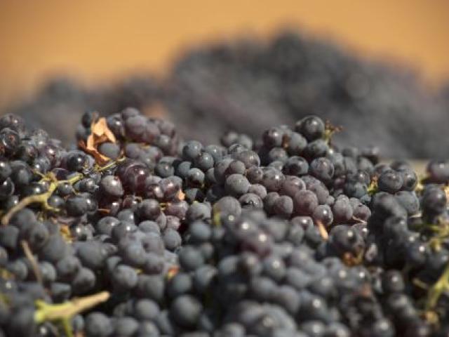 grapes