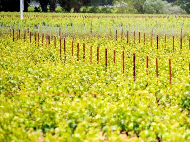 Oakville Vineyard