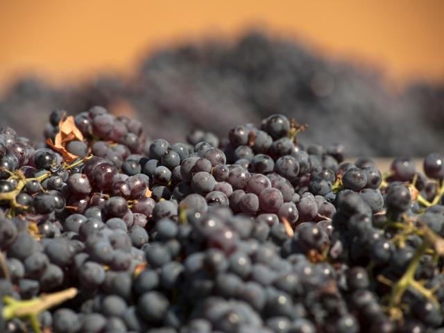 Grapes
