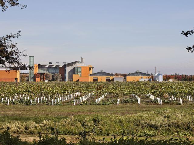 Campus Vineyard