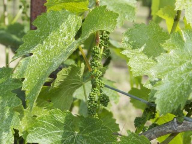 Tiny Grapes