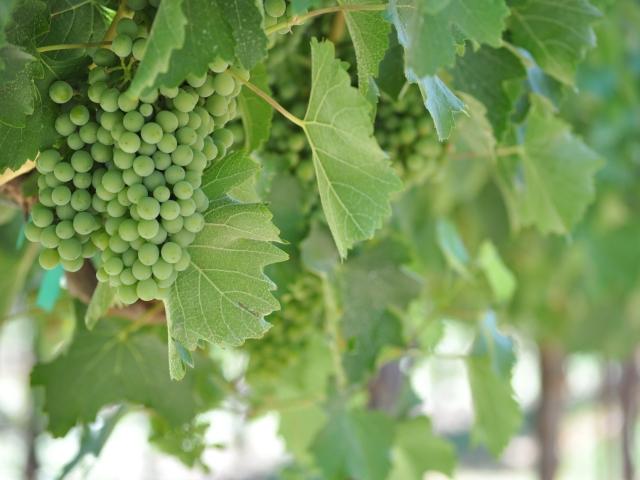 Grape