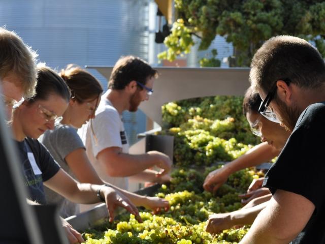 Grape Sorting