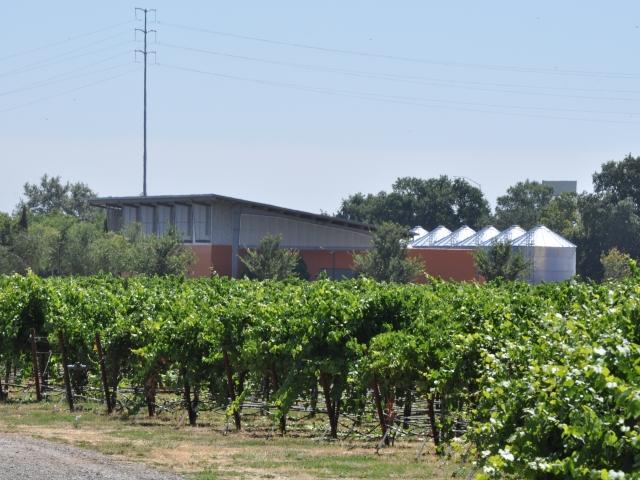 RMI Vineyard