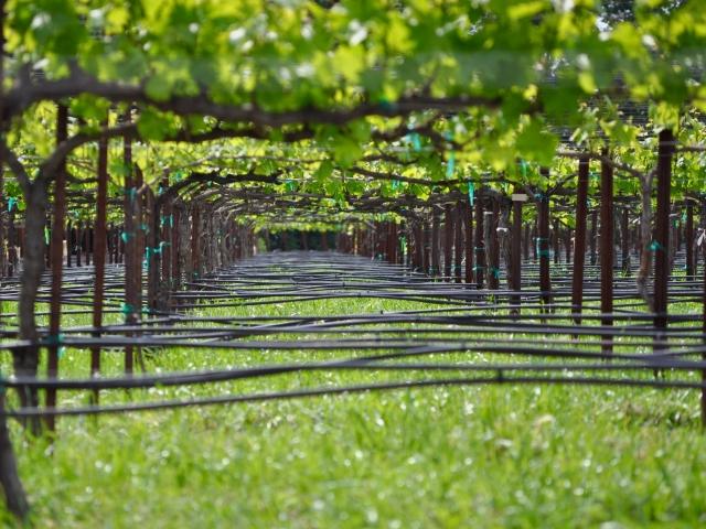Vineyard