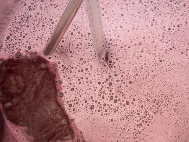 Wine Fermentation