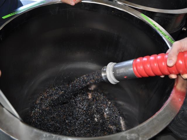 Grape Sorting