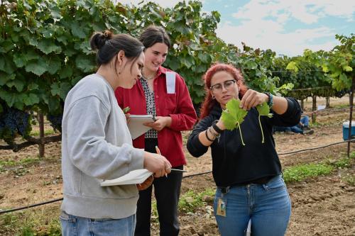 Students in vineyard looking at a leaf