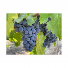 Grape Day