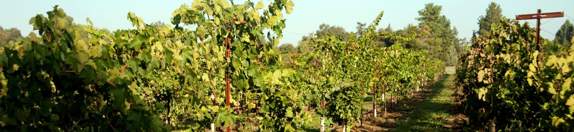 Vineyard