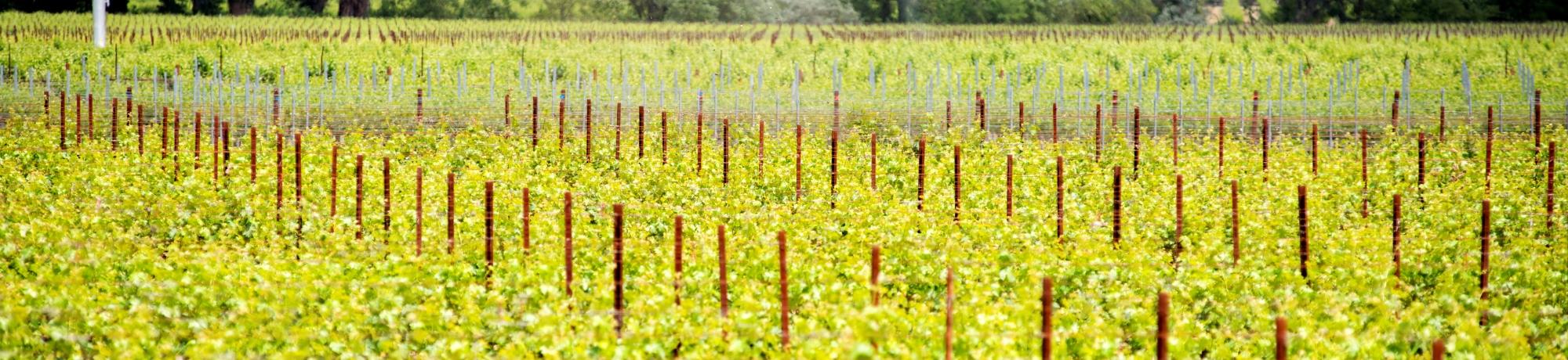 Oakville Vineyard